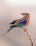 Eight Coloured Roller