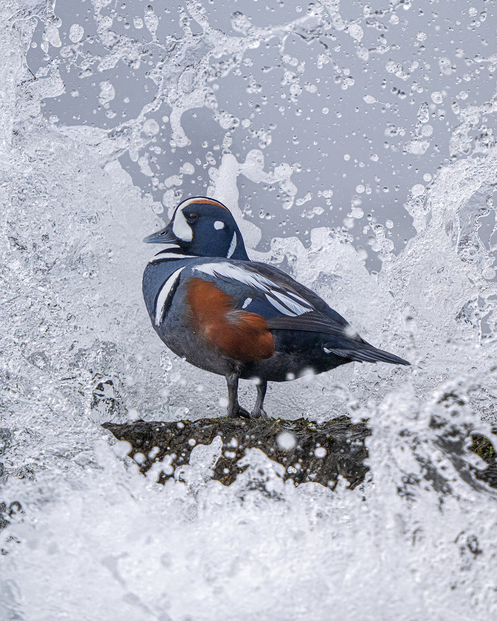 Salty Spray