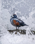 Salty Spray