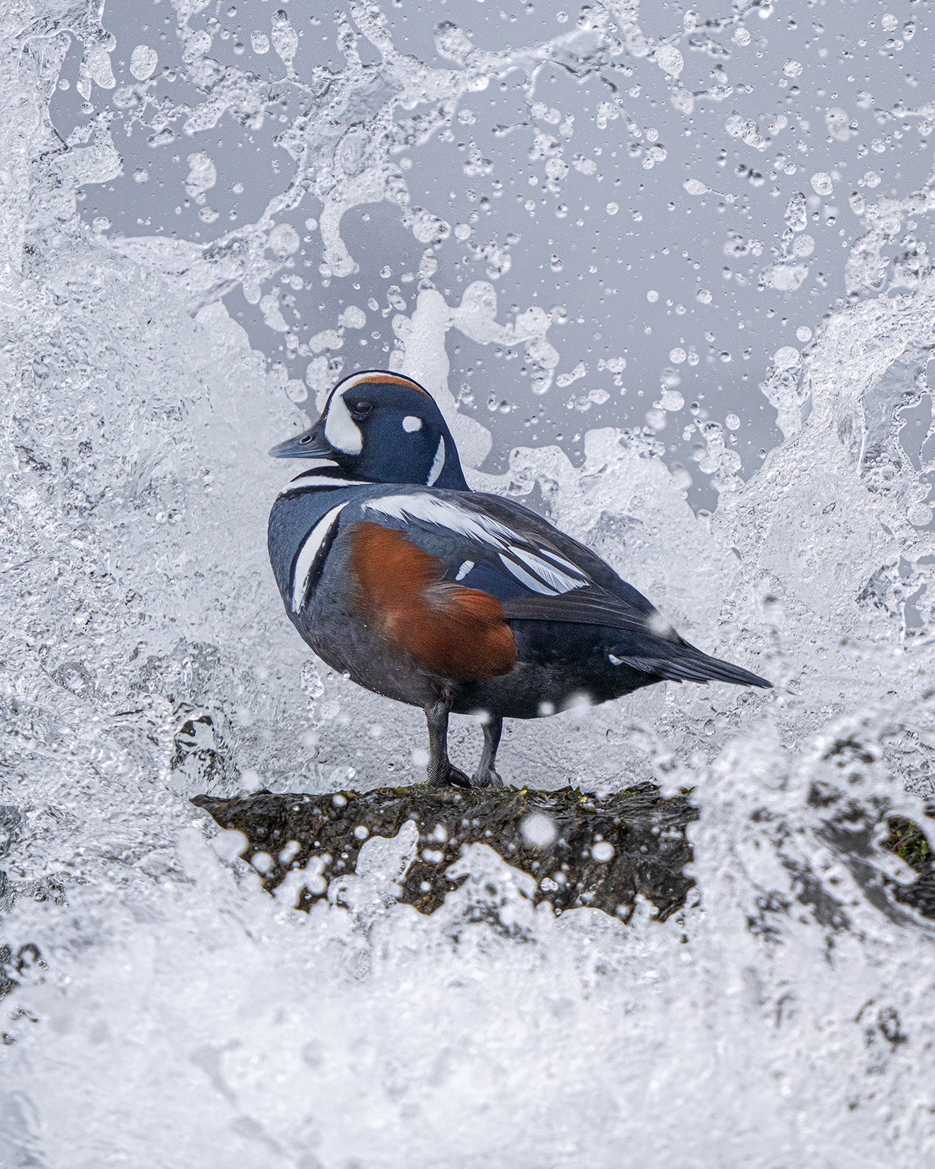 Salty Spray