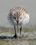 Close-up of a dunlin bird wading in water with a blurred background