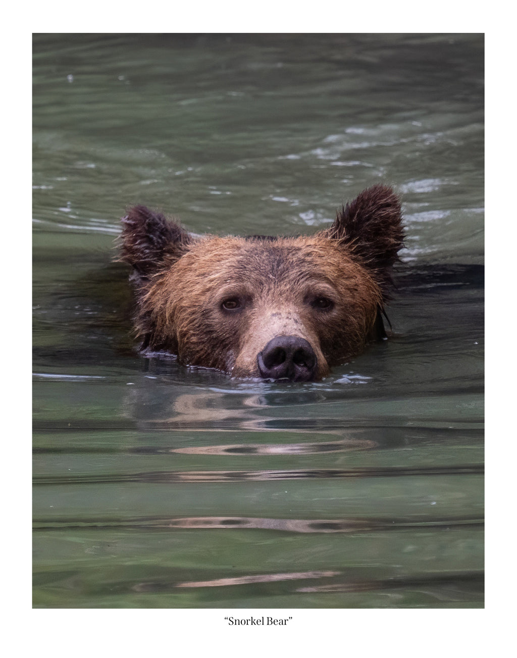 Snorkel Bear