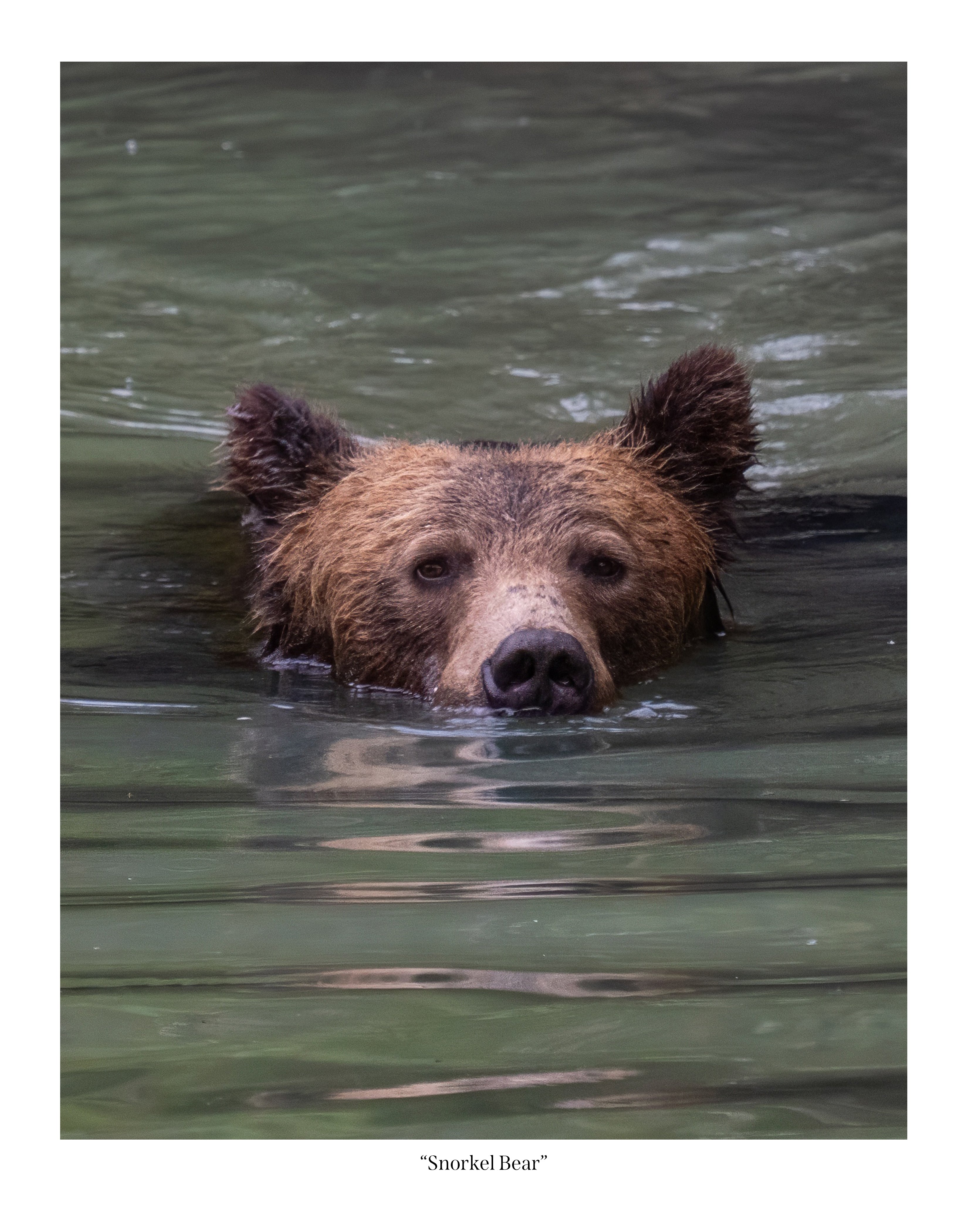 Snorkel Bear