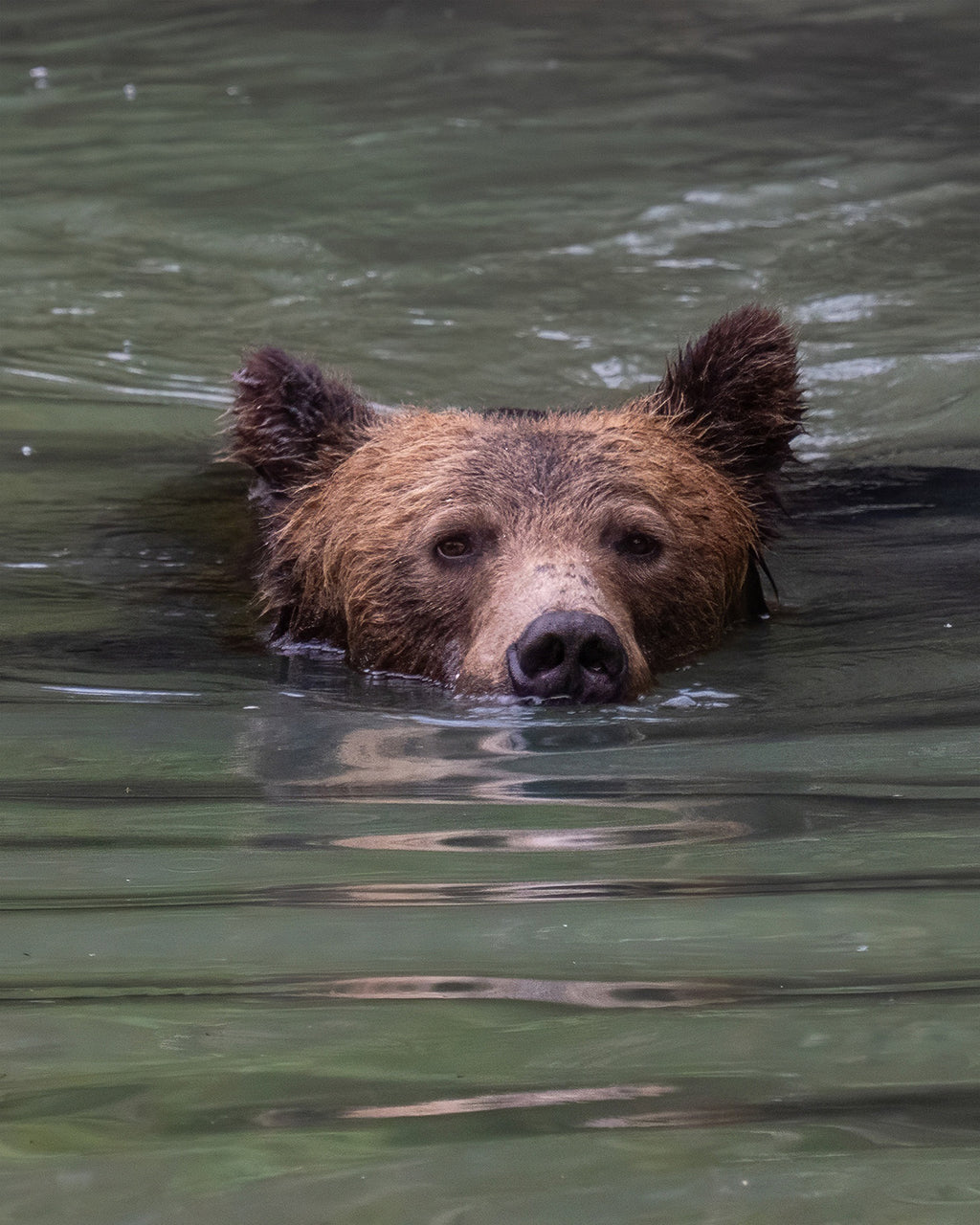 Snorkel Bear