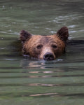 Snorkel Bear