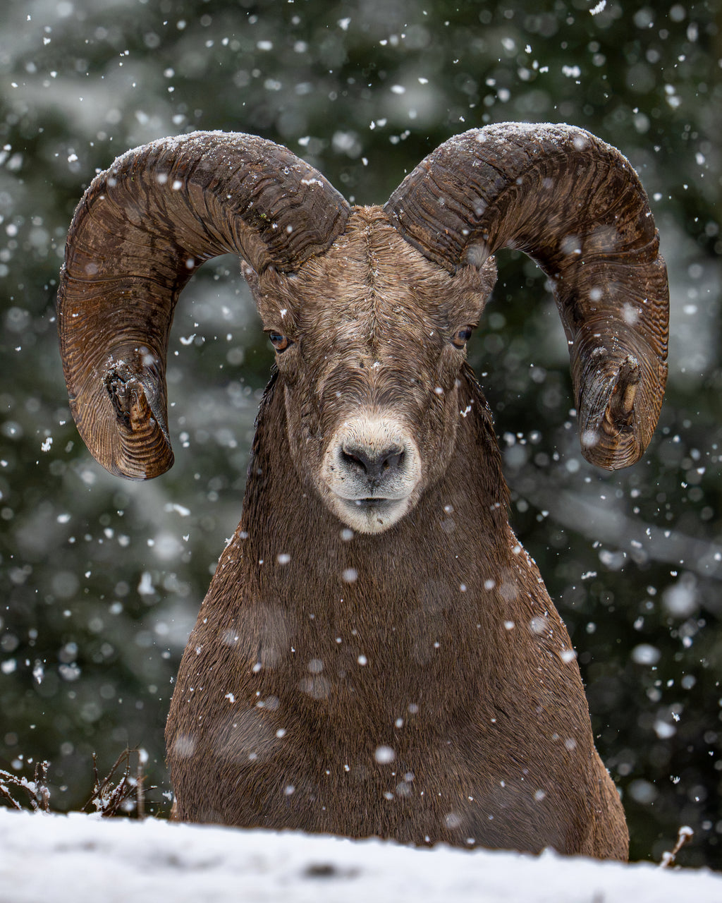 Snow Horns