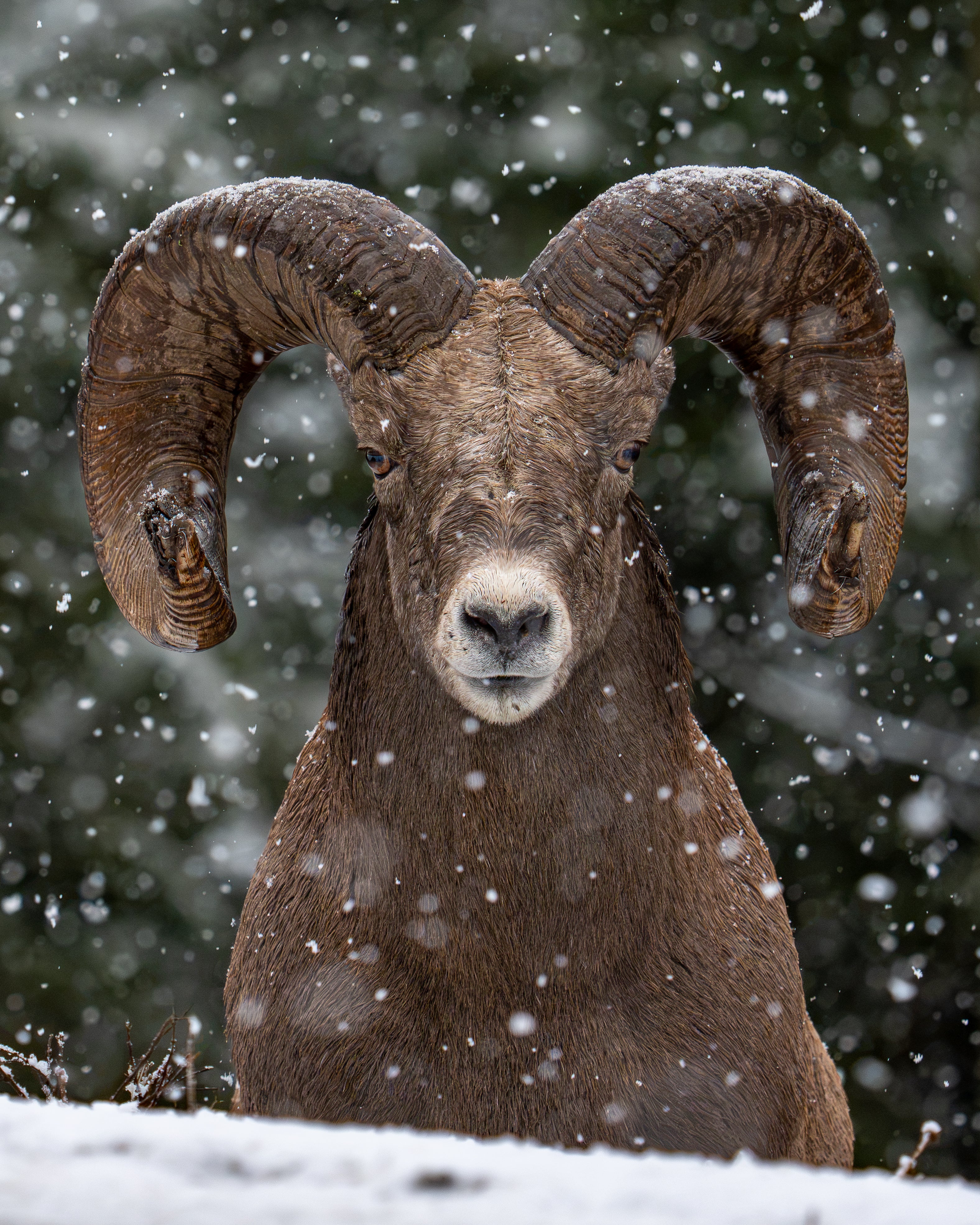 Snow Horns