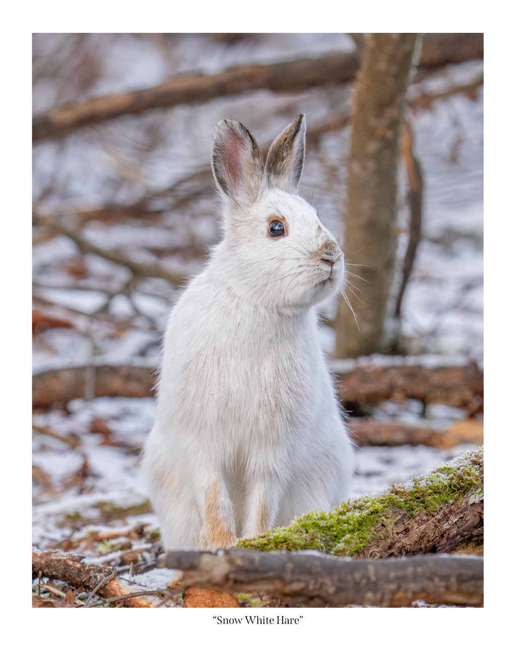Snow White Hare