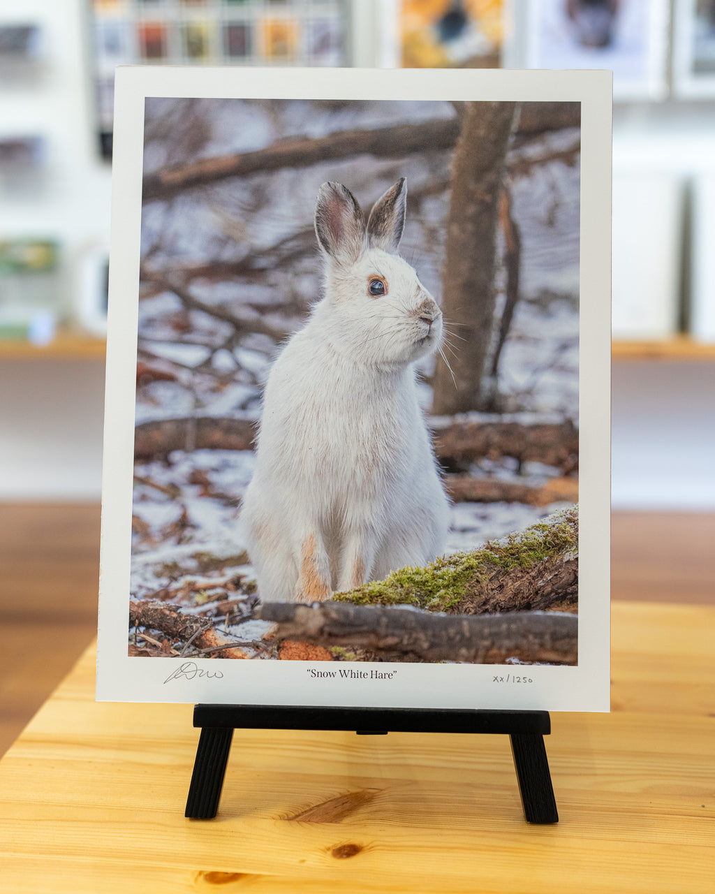 Snow White Hare