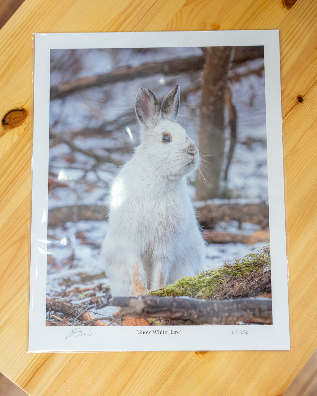 Snow White Hare