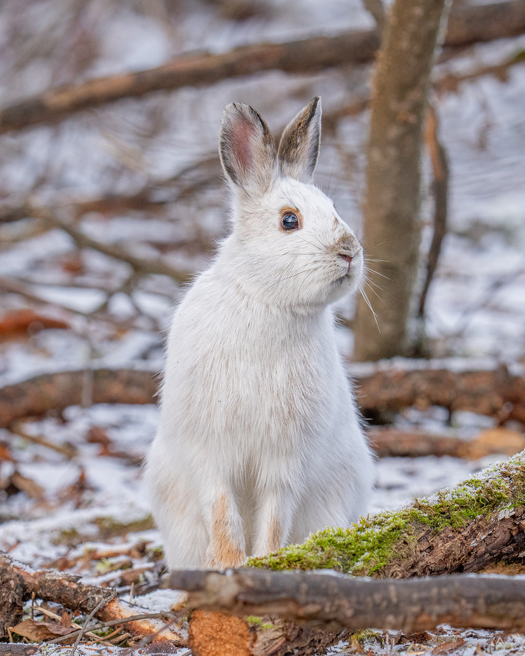 Snow White Hare