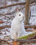Snow White Hare