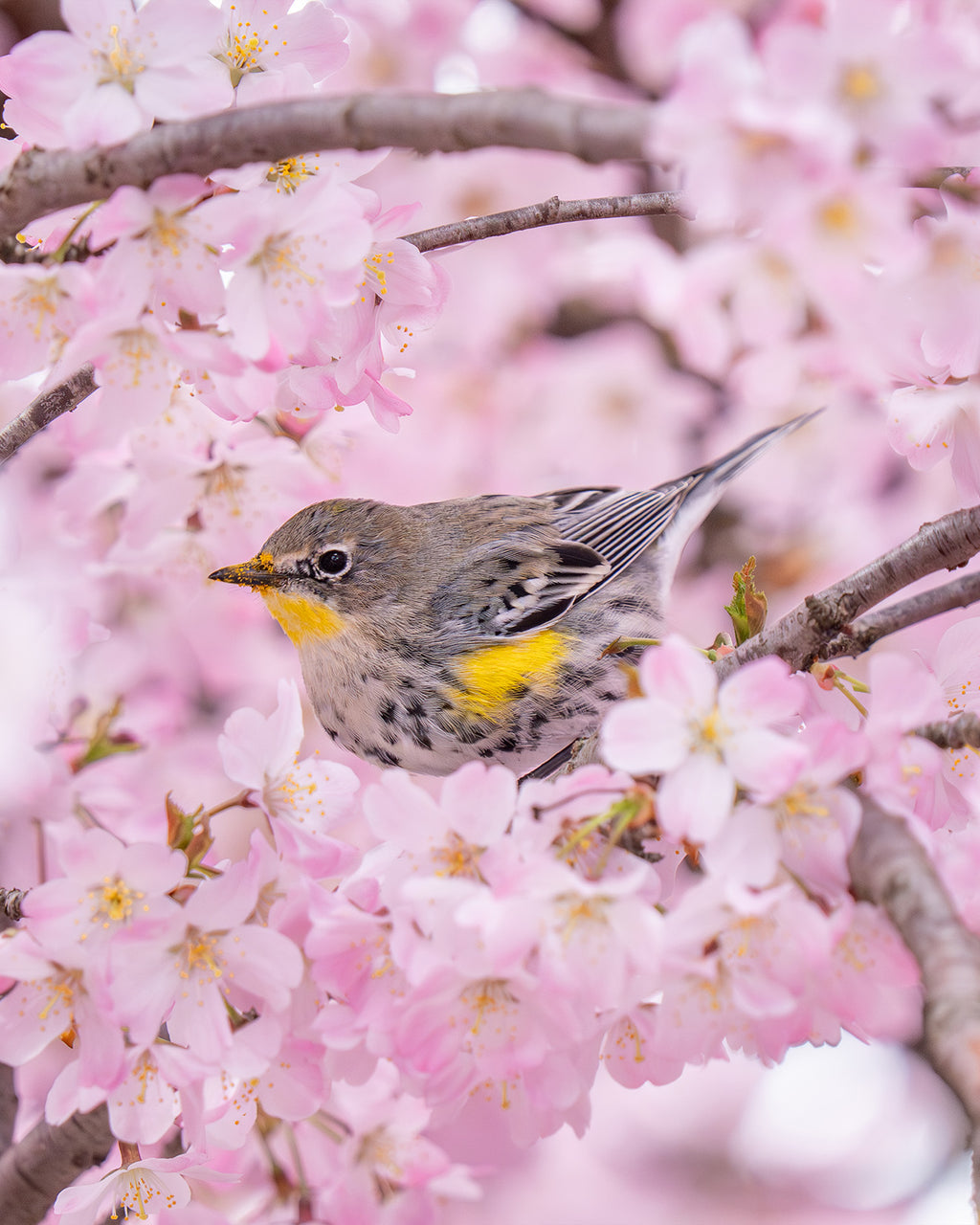Springtime Warbler