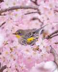 Springtime Warbler