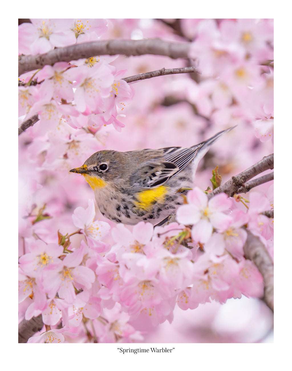 Springtime Warbler