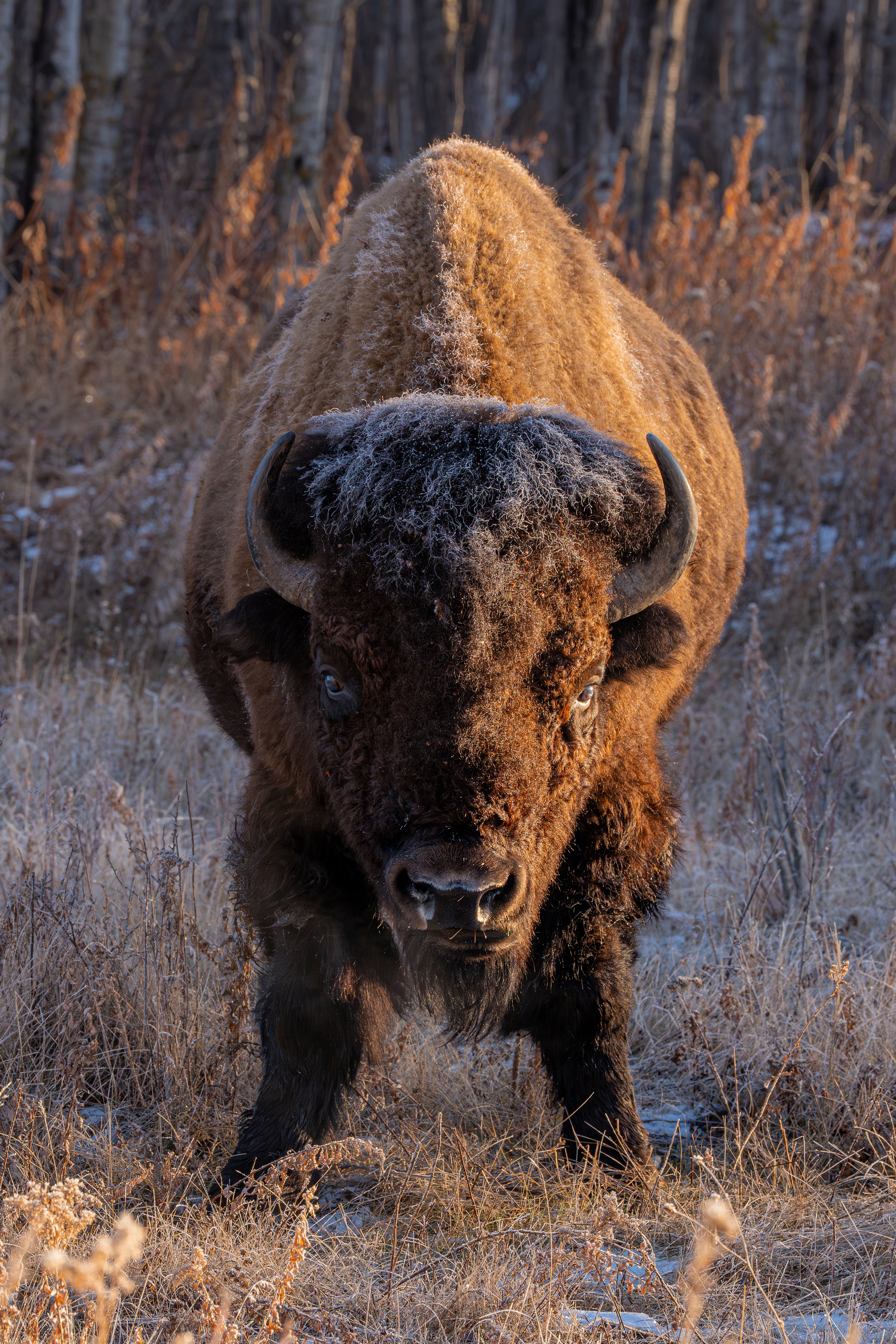 Bison standing in a field with frost on its face