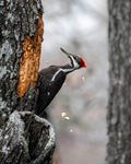Woodpecker on a tree trunk with a blurred forest background