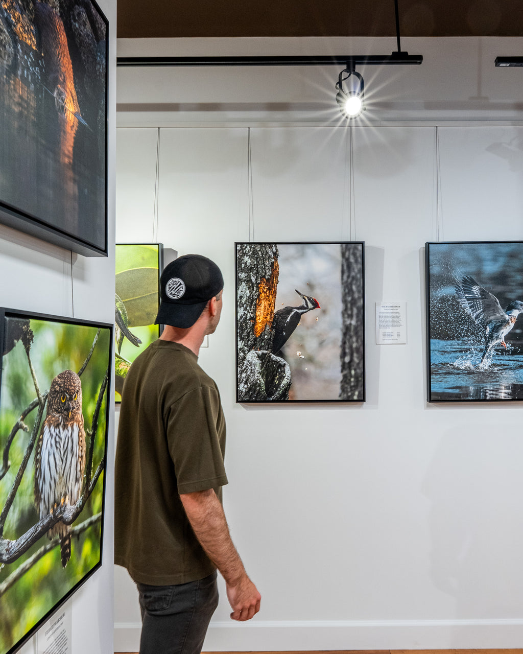 Man looking at nature-themed framed photographs in an art gallery.