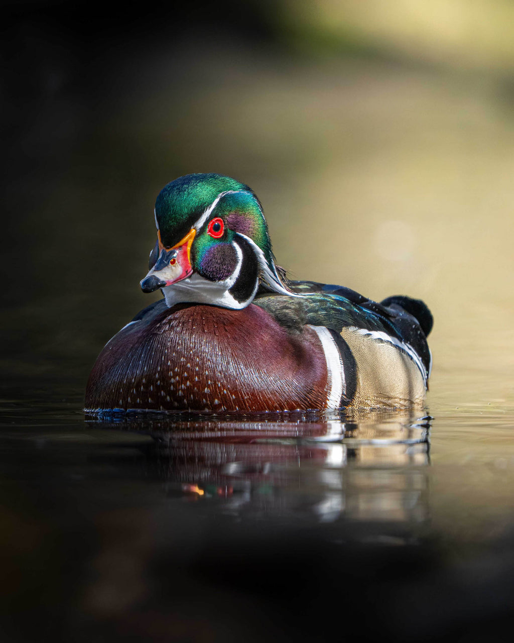 Colorful duck floating on water with a blurred natural background