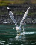 Gull Liftoff