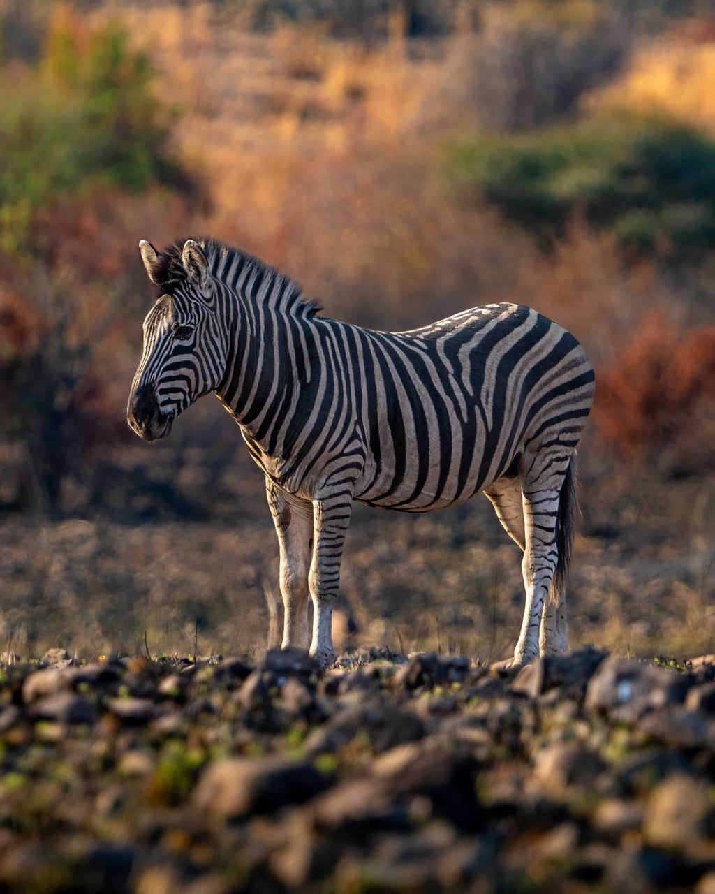 Colourful Stripes