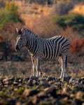 Colourful Stripes