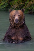 Brown bear sitting in water with a green forest background
