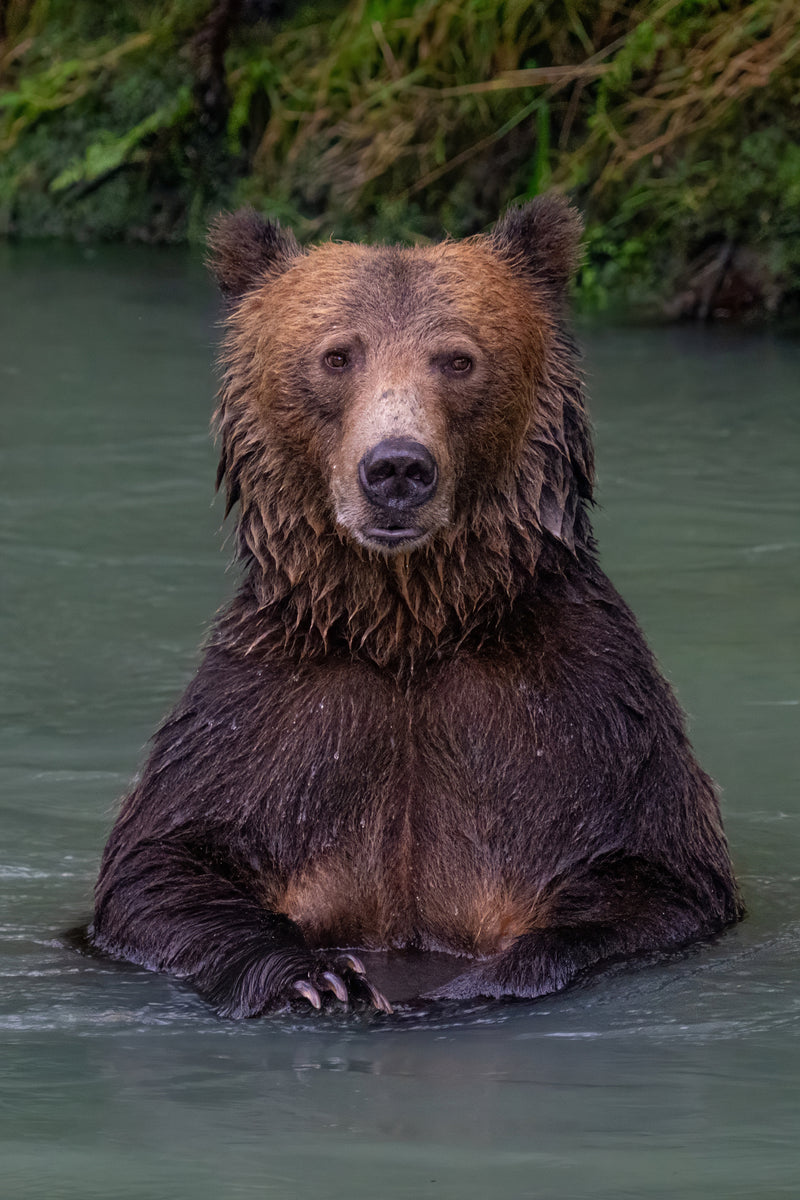 Brown bear sitting in water with a green forest background