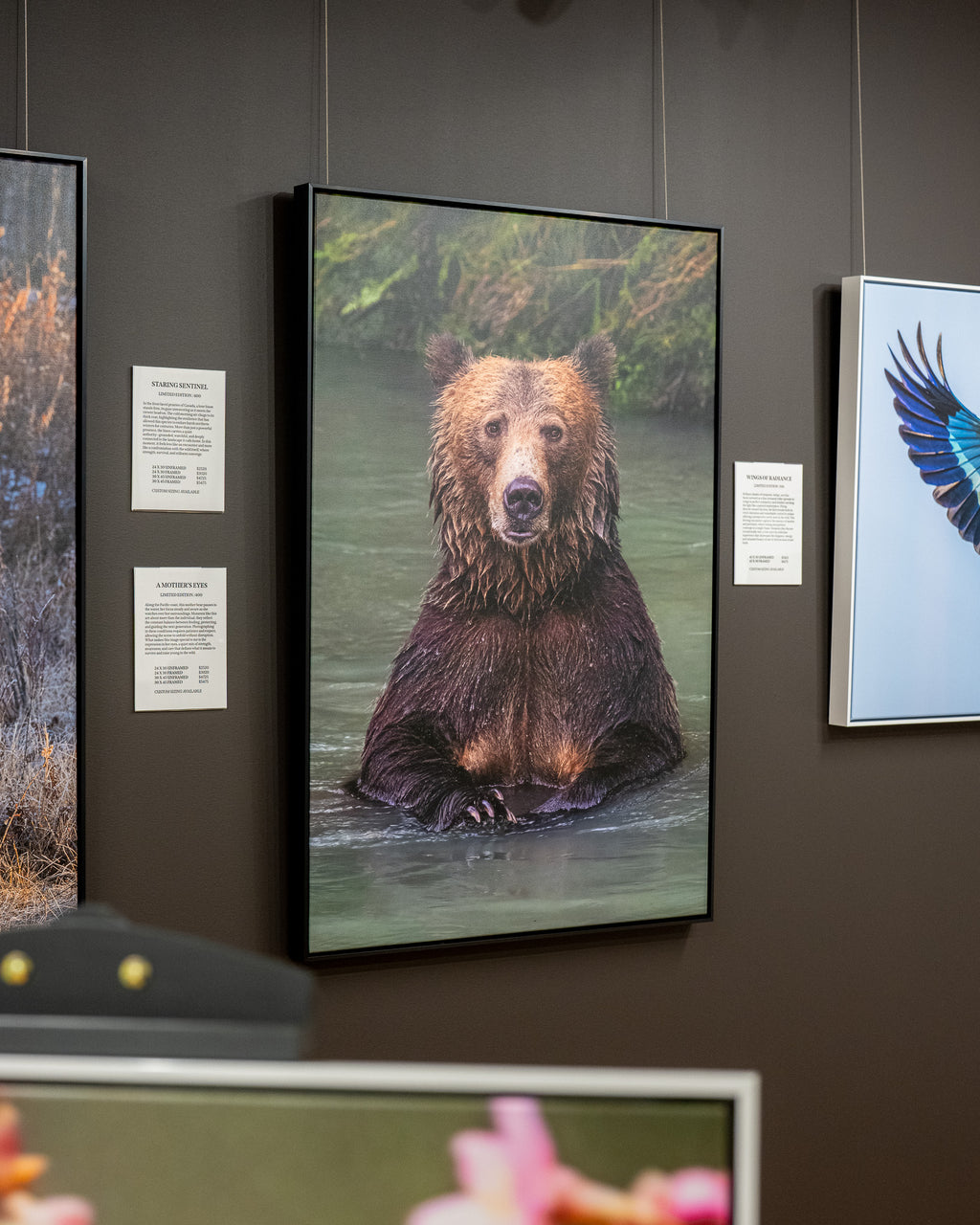 Framed photograph of a bear in water on a wall with other framed artworks.