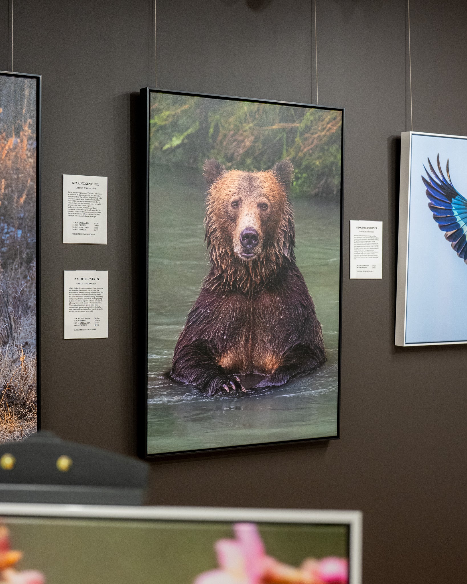 Framed photograph of a bear in water on a wall with other framed artworks.
