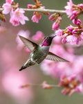 Hummingbird feeding on pink flowers with a blurred floral background