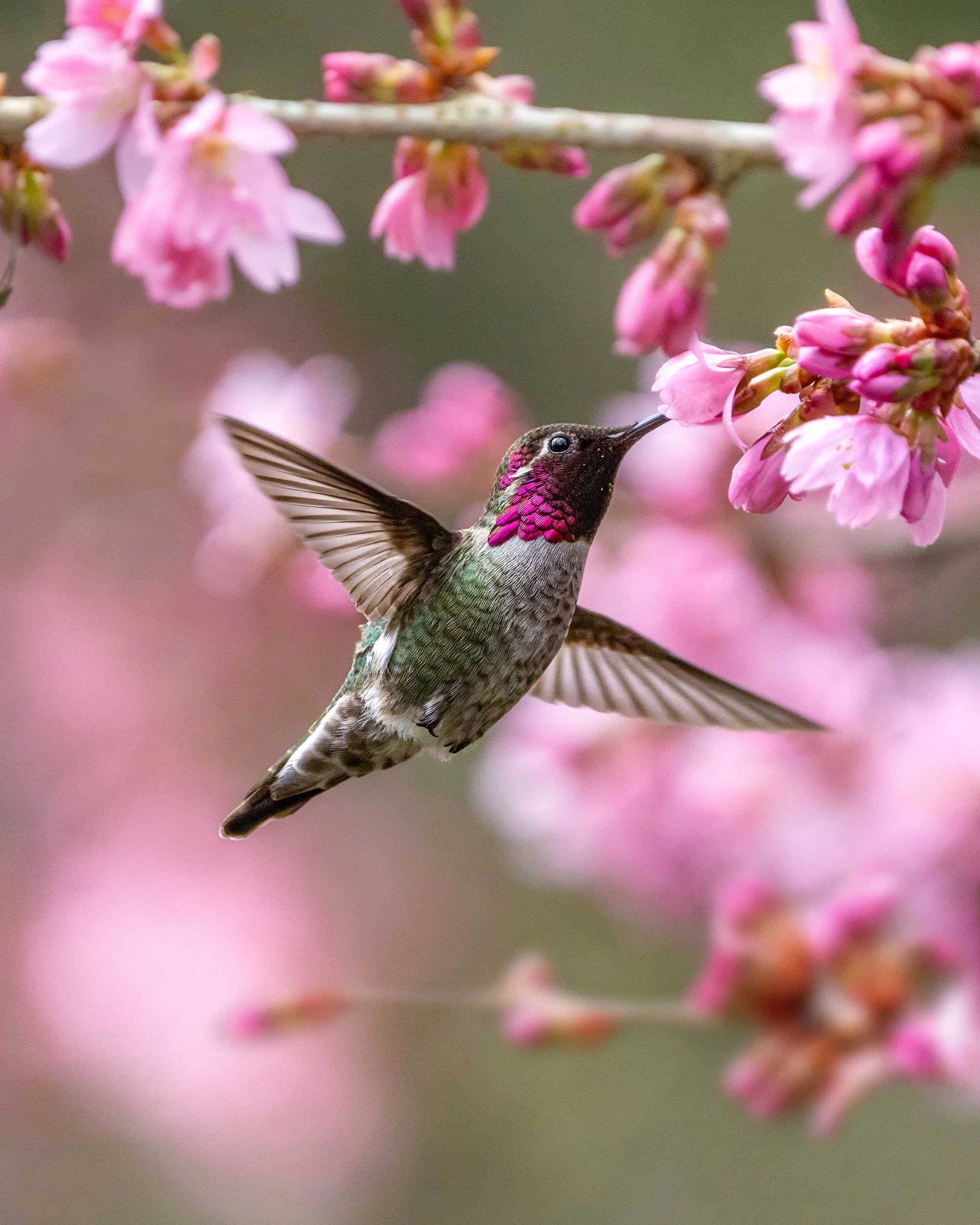 Hummingbird feeding on pink flowers with a blurred floral background