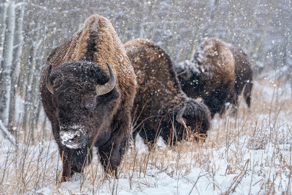 Bison Blizzard