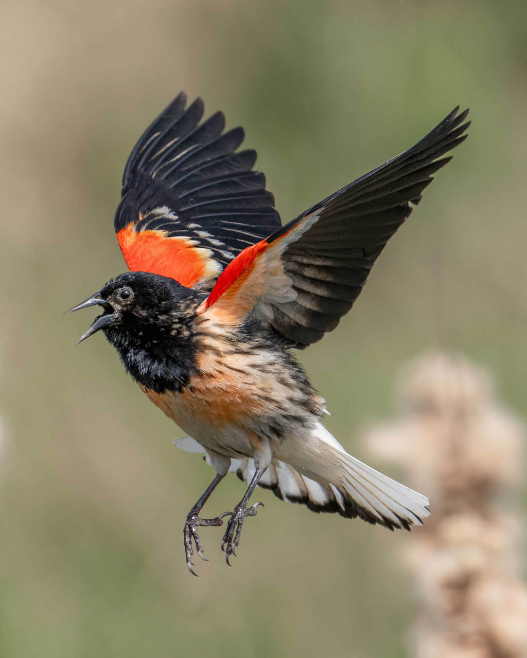 Leucistic Flight