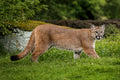 Island Cougar