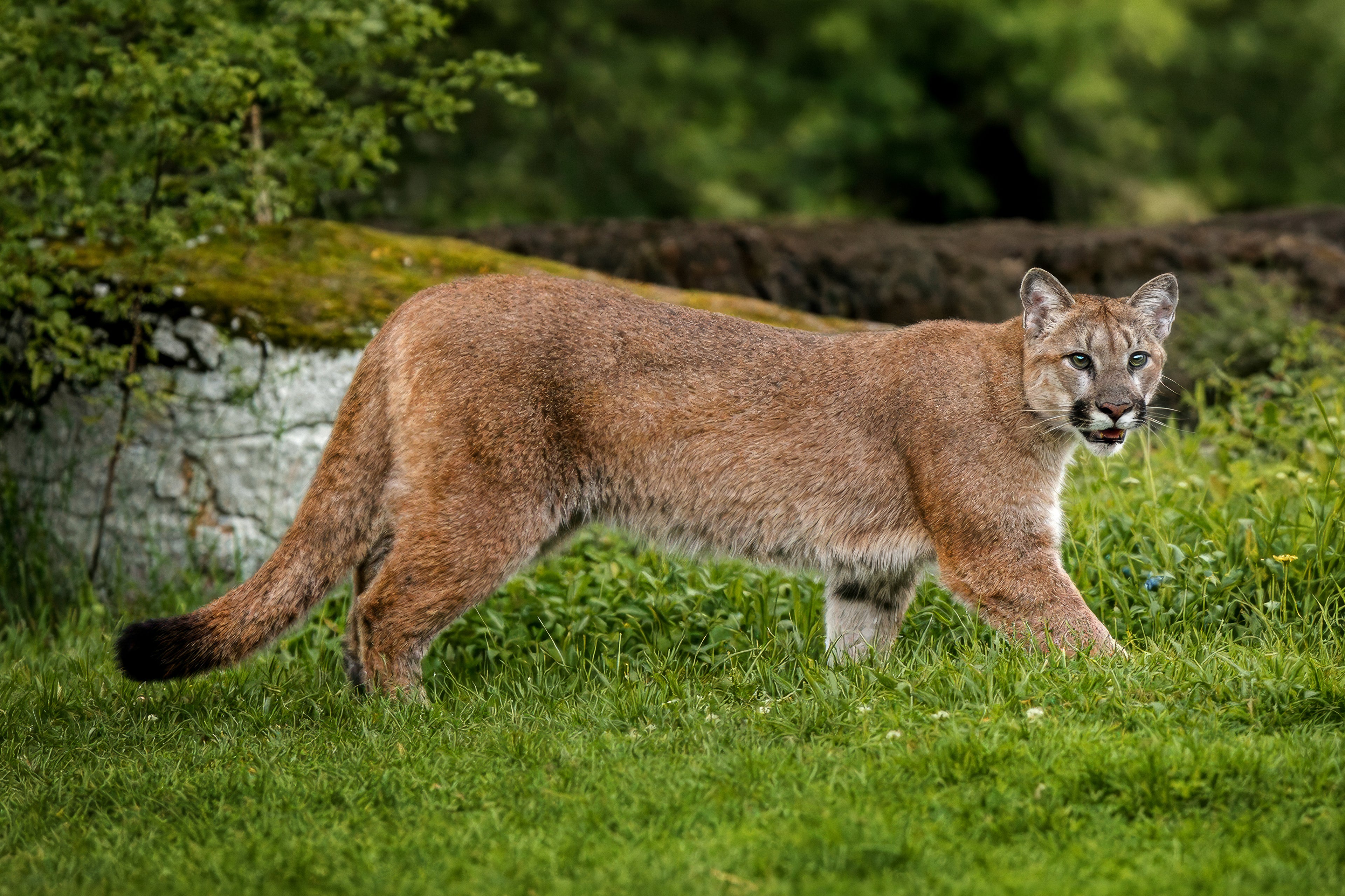 Island Cougar