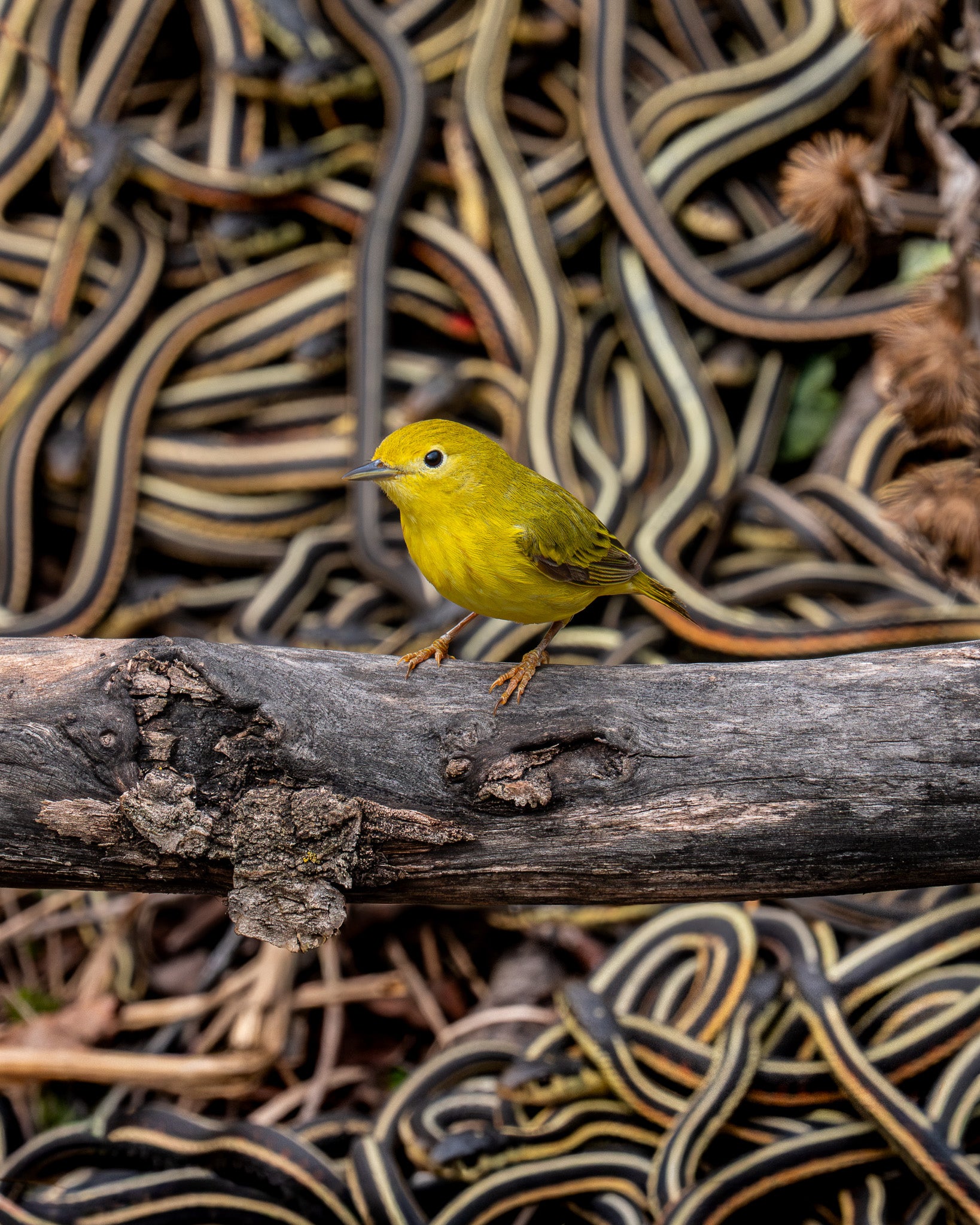 Den of Snakes