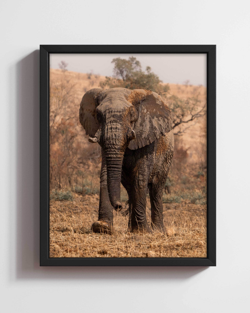 Walk of Musth