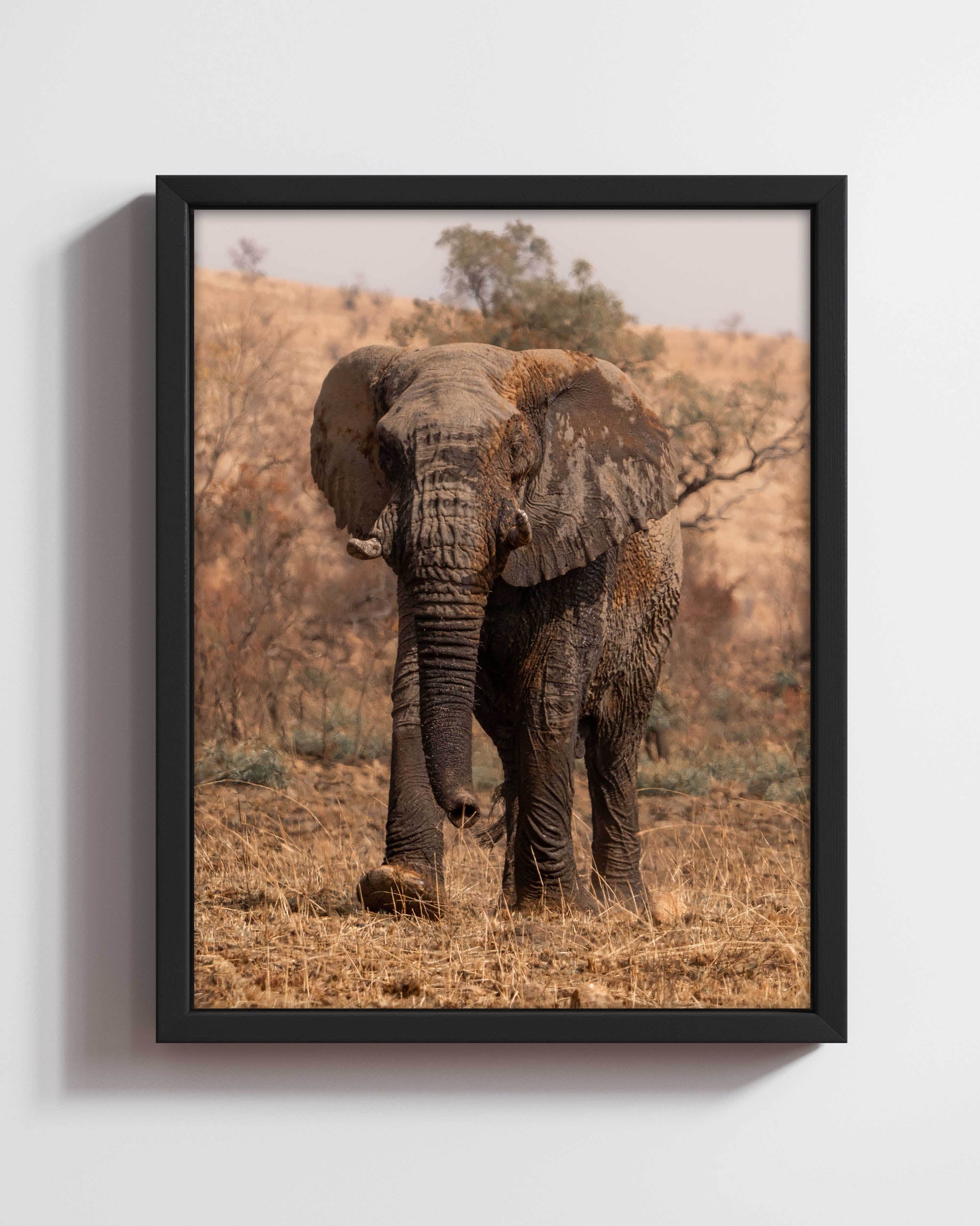Walk of Musth