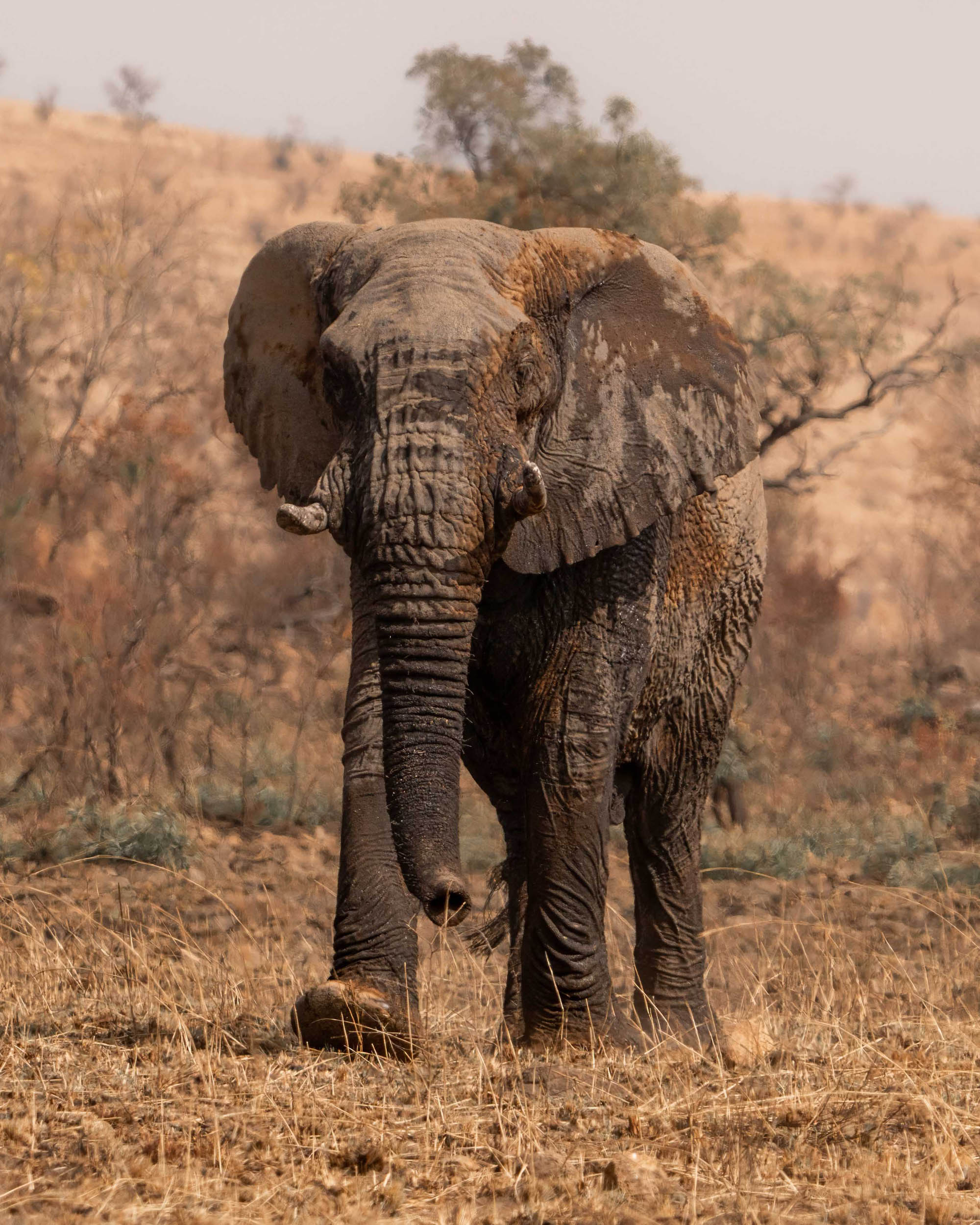 Walk of Musth