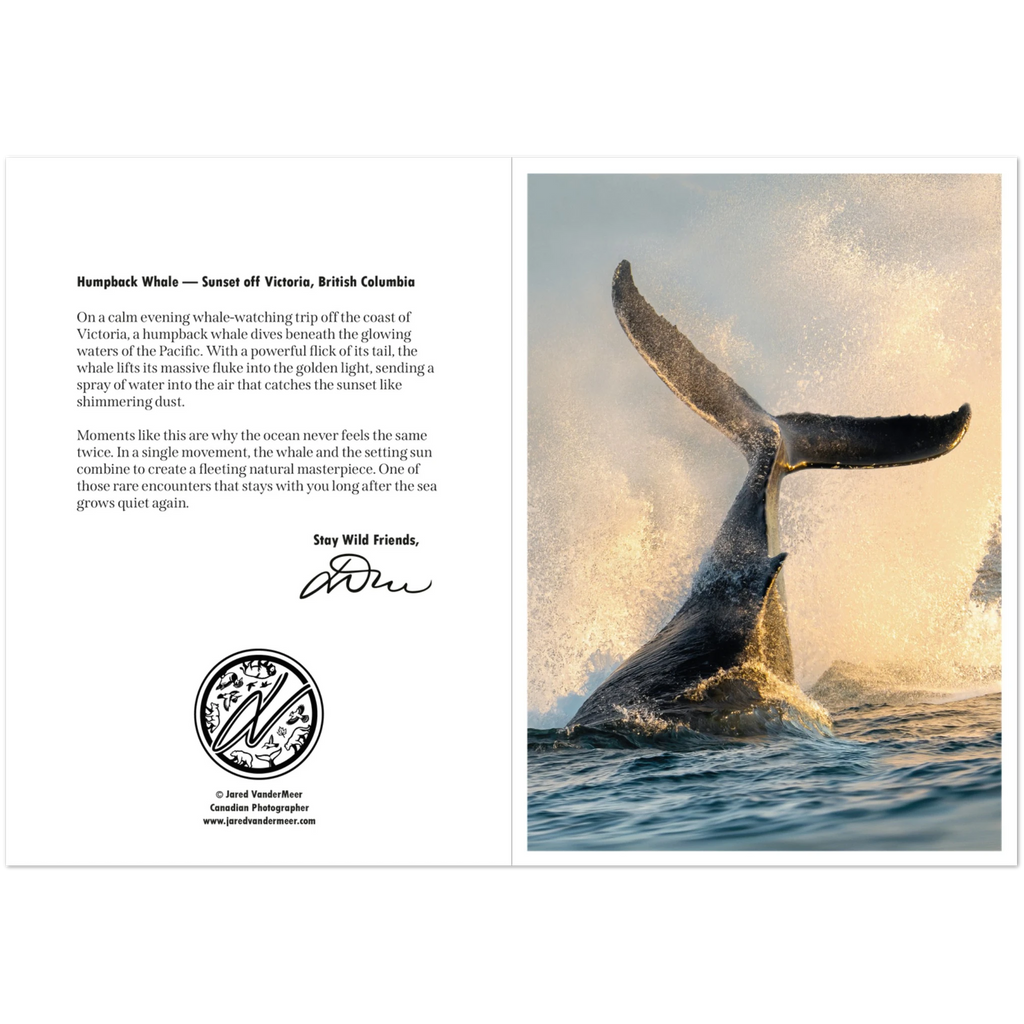 ff494f1c-4be6-459e-a53b-beeac042275e
