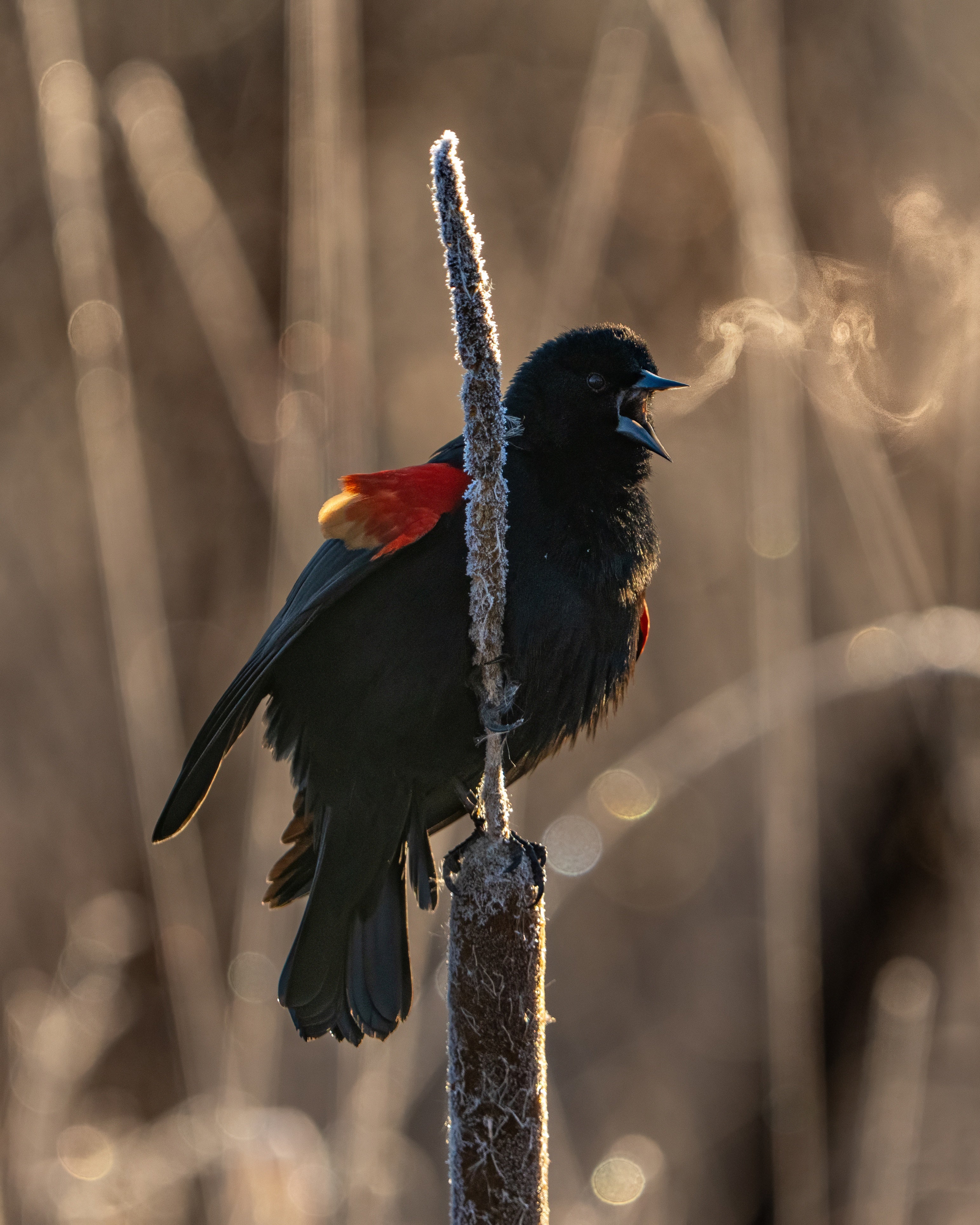 Black bird with red markings perched on a frost-covered reed in a natural setting