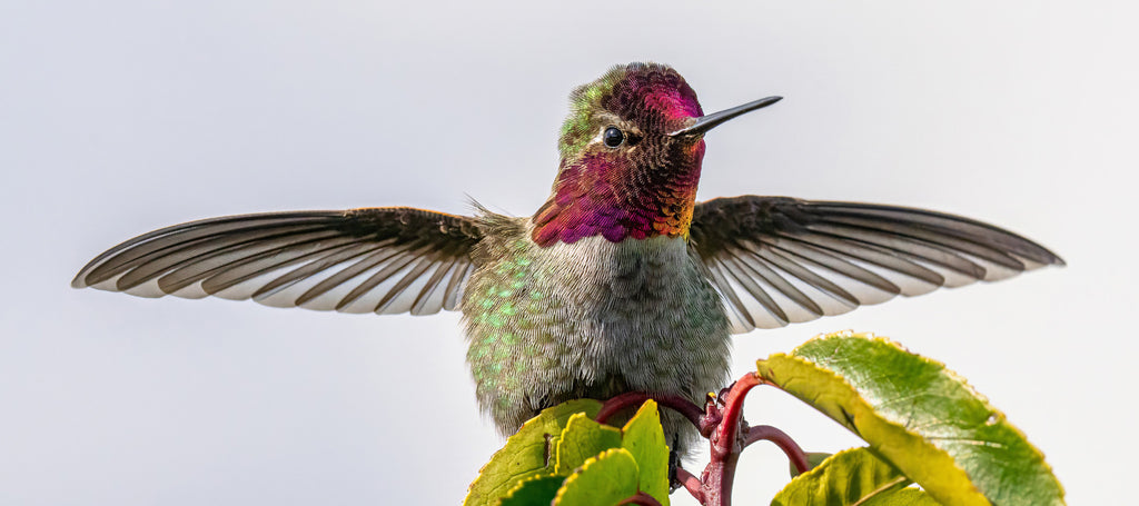 Jewelled Wingspan
