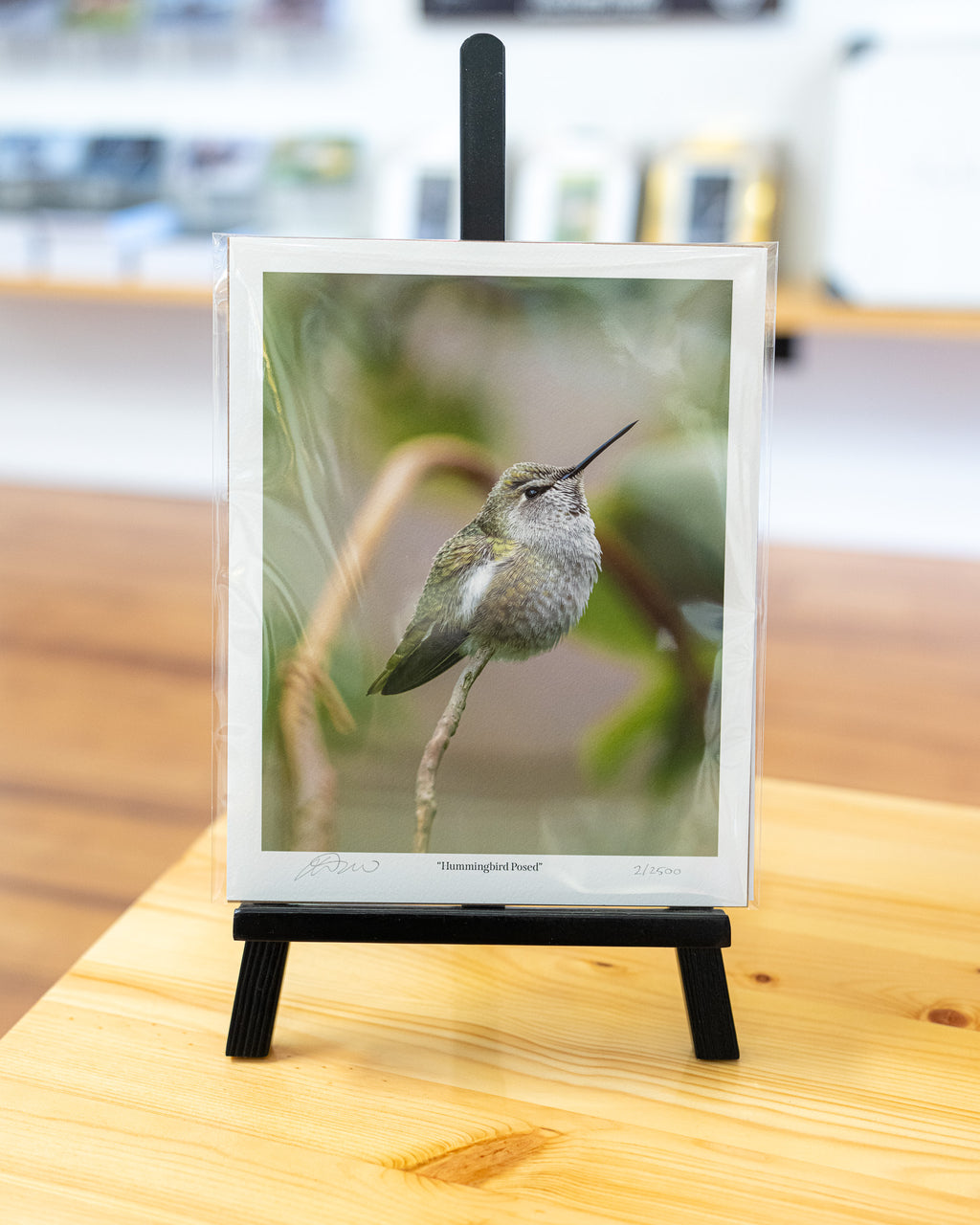 Hummingbird Posed