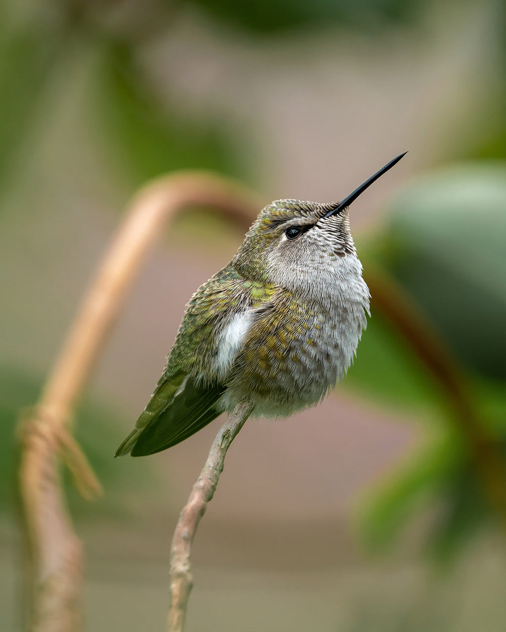 Hummingbird Posed