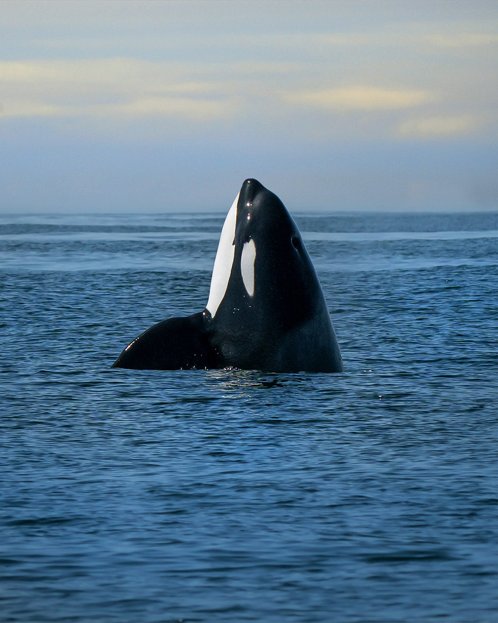 I Spy an Orca