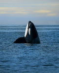 I Spy an Orca