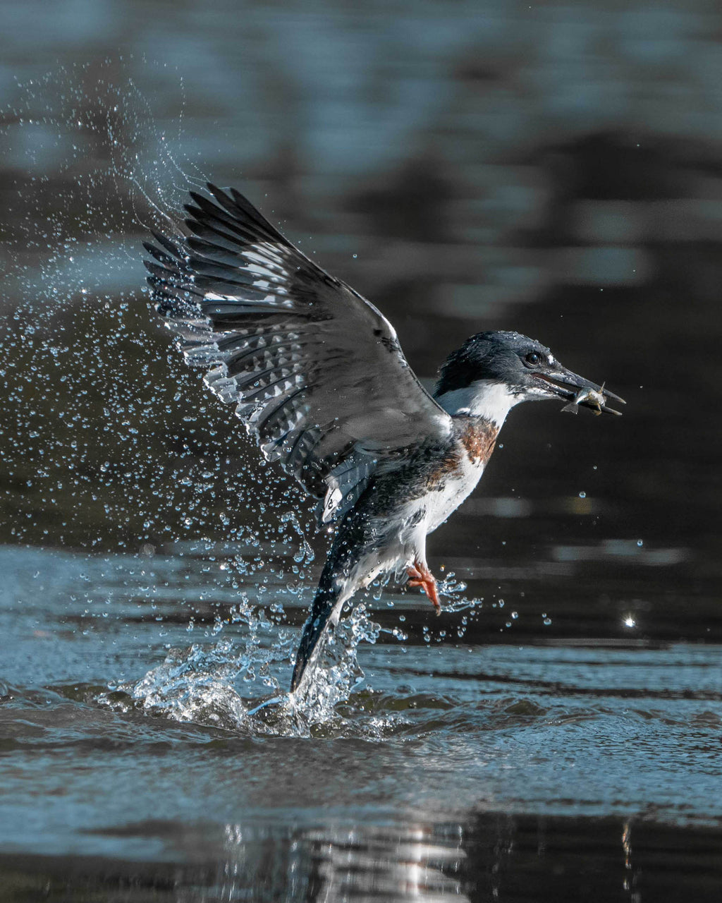 Splash of the King