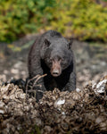 Low Tide Bear
