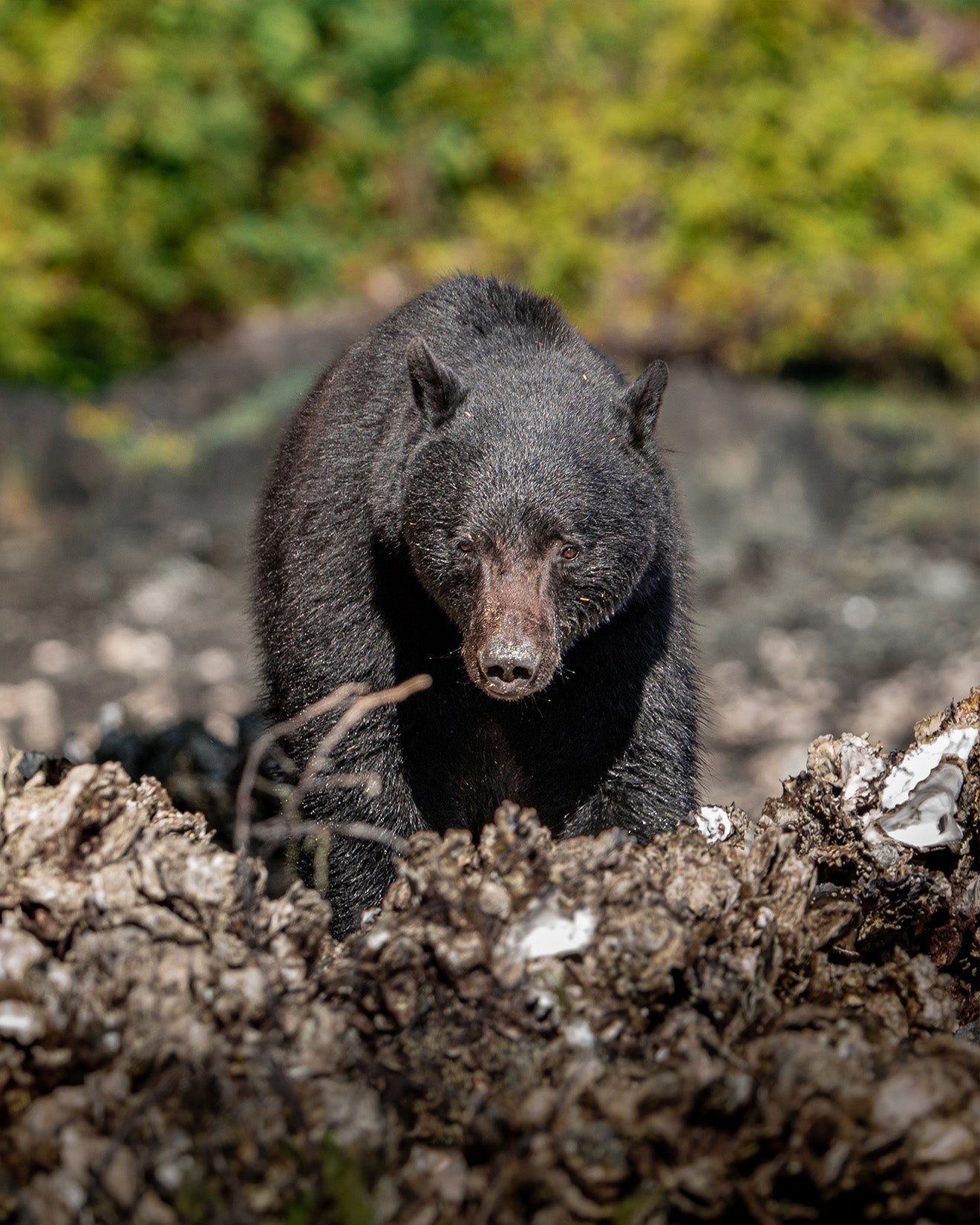 Low Tide Bear